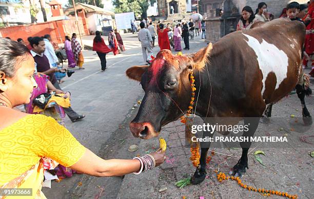 Nepalese Hindu woman worships and offers fruits to a cow, regarded as an incarnation of the Hindu Goddess of prosperity, Laxmi, during the Tihar...