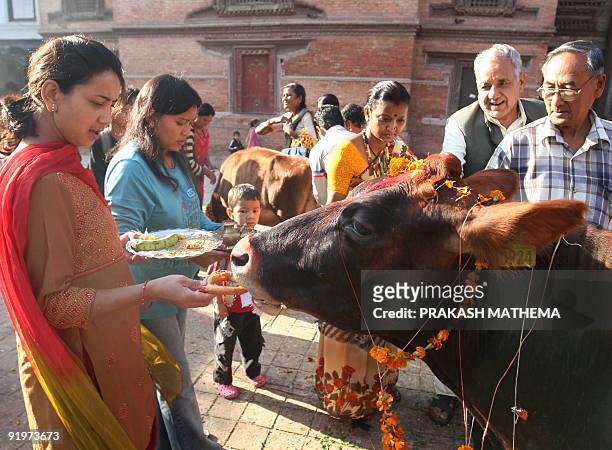 Nepalese Hindu women and men worship and offer fruits to a cow, regarded as an incarnation of the Hindu Goddess of prosperity, Laxmi, during the...