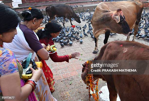 Nepalese Hindu women worship and offer fruits to a cow, regarded as an incarnation of the Hindu Goddess of prosperity, Laxmi, during the Tihar...
