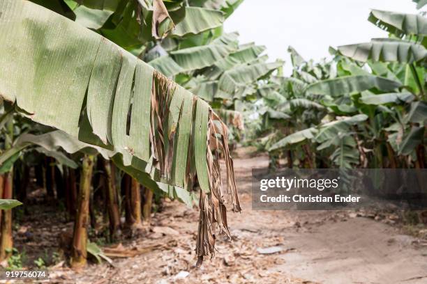 Piura, Peru A detail shot of an arid banana plant leaf at a banana plantation close to Piura in north-western Peru. In the background a field path...