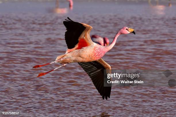 james's flamingo #07 - james' flamingo stock pictures, royalty-free photos & images