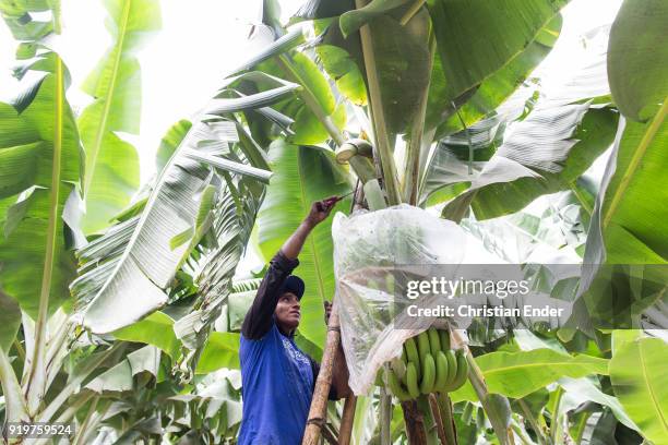 Piura, Peru A worker is standing on a ladder, cutting banana plants from a banana tree at a banana plantation close to Piura in north-western Peru.