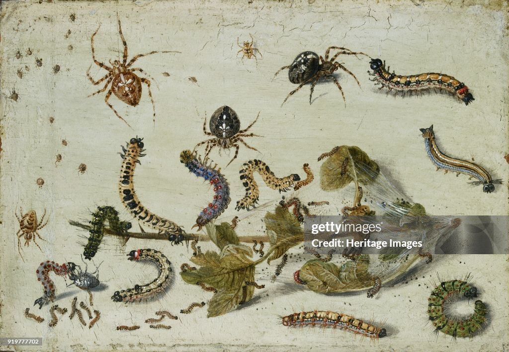 Various Spiders And Caterpillars