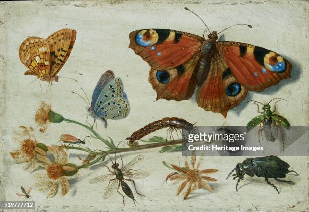 Three Butterflies, a Beetle and other Insects, with a Cutting of Ragwort, early 1650s. Artist Jan van Kessel.