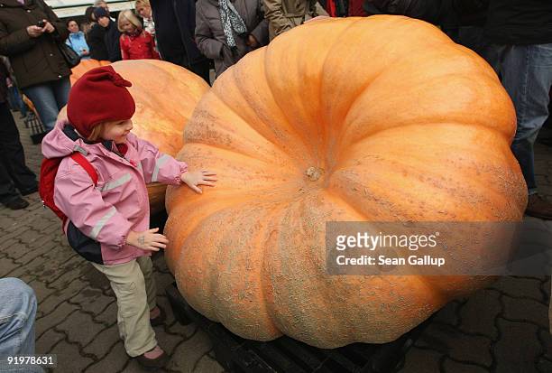 Little girl looks at the winning giant pumpkin, at 391kg , after the Berlin-Brandenburg Pumpkin Contest at the Buschmann and Winkelmann Asparagus...