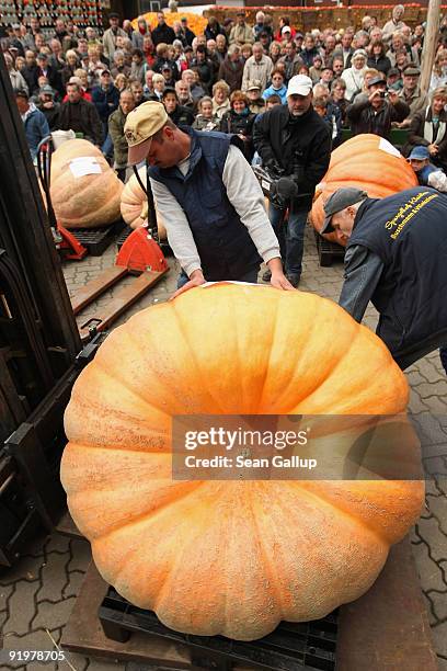 Workers weigh the winning giant pumpkin, at 391kg , at the Berlin-Brandenburg Pumpkin Contest at the Buschmann and Winkelmann Asparagus Farm on...