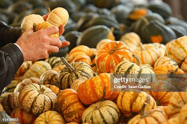 Visitor chooses among Sweet Lightning pumpkins at the Buschmann and Winkelmann Asparagus Farm on October 18, 2009 in Klaistow, Germany. September and...