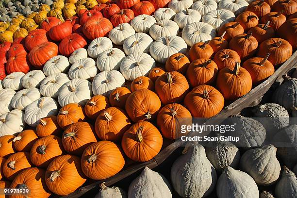 Different types of pumpkins lie arranged in a decorative landscape at the Buschmann and Winkelmann Asparagus Farm on October 18, 2009 in Klaistow,...