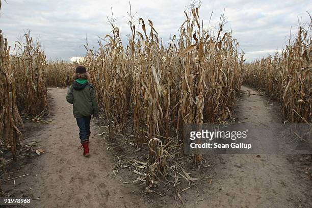 Little girl walks through a maze in a cornfield at the Buschmann and Winkelmann Asparagus Farm on October 18, 2009 in Klaistow, Germany. The...