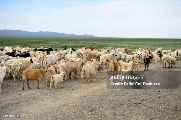 gobi gurvansaikhan national park, mongolia - gobi gurvansaikhan national park stock pictures, royalty-free photos & images