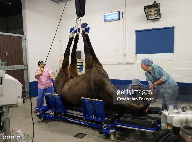 Horse under general anesthetic is hoisted onto a specialised surgical table before an operation on its leg at the Hambleton Equine Clinic on February...