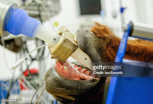 Racehorse breathes through a plastic endotracheal tube as it lies under general anesthetic on a surgical table prior to an operation to remove...