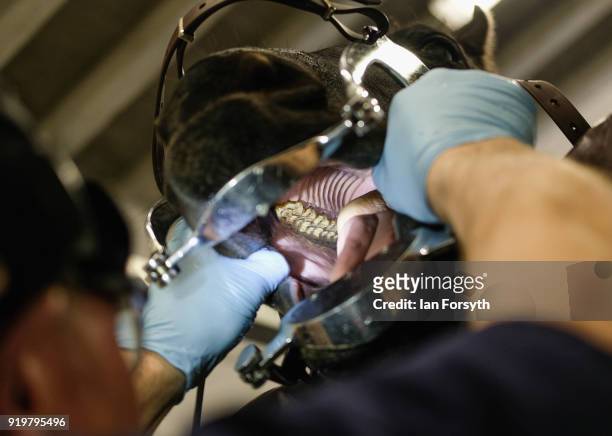 Equine dental technician Mark Thorne conducts dental work on a horse at the Hambleton Equine Clinic on February 5, 2018 in Stokesley, England. The...