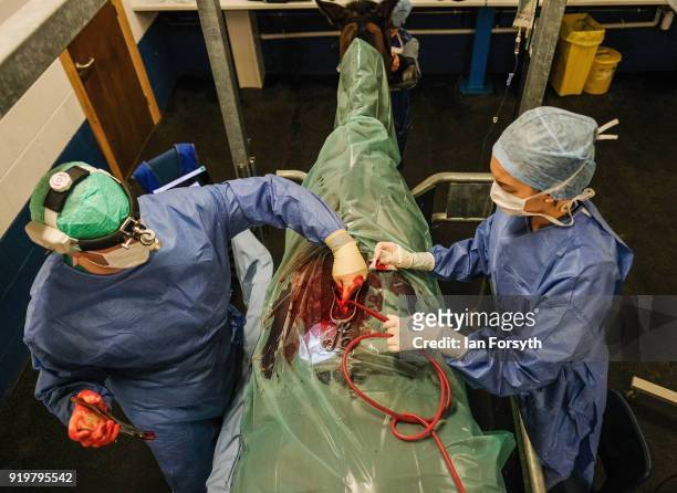 Equine Surgeon Phil Cramp and Equine Intern Evie Mountain use surgical instruments to cut away pieces of bone from a horse suffering from what is...