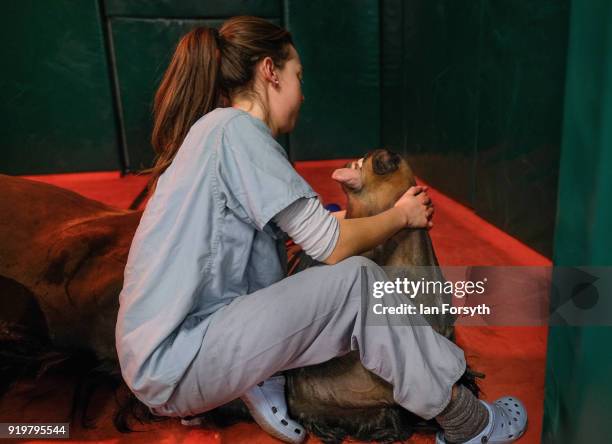 Anesthetist Evie Mountain supports the head of a horse lying in a padded and heated recovery room as she assists its recovery from general anesthetic...