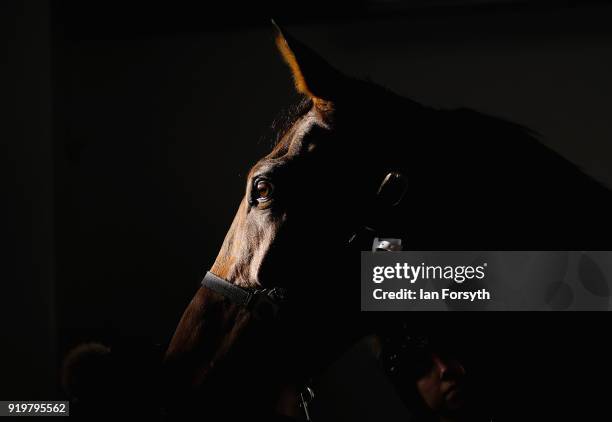 Horse suffering from what is known as Kissing Spines, where sections of bone attached to the vertebrae are too close together and impinge on each...