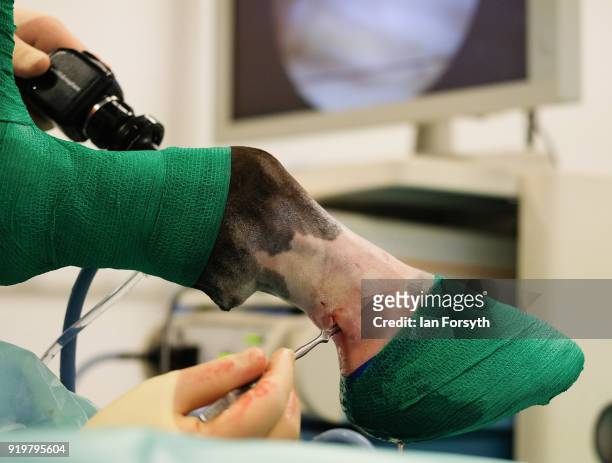 Equine Surgeon Phil Cramp performs a key-hole surgery operation called a Naviscular Bursoscopy on a horse at the Hambleton Equine Clinic on February...
