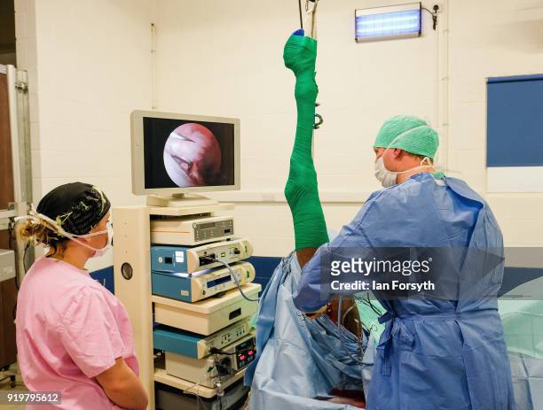 Equine Surgeon Phil Cramp looks at a linked monitor as he performs key-hole surgery on the leg of a racehorse as Veterinary Nurse Hannah Barrett...