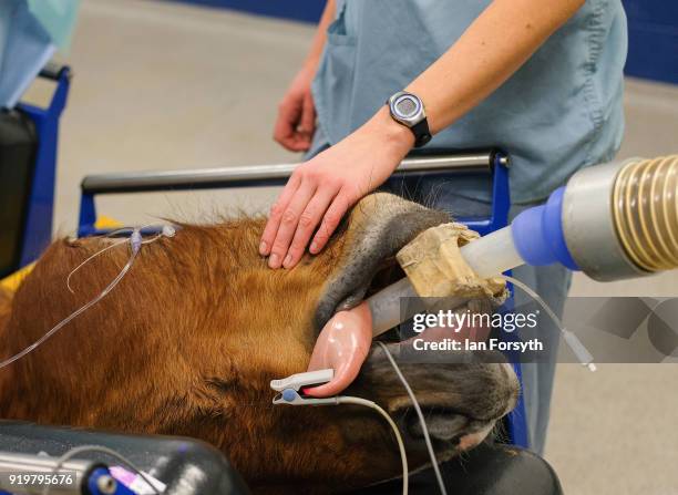 Anesthetist Evie Mountain touches the chin of a racehorse under general anesthetic as she monitors its vital signs during surgery on its leg at the...