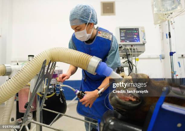 Anesthetist Evie Mountain adjusts general anesthetic levels and monitors vital signs as a racehorse undergoes an operation on its leg at the...