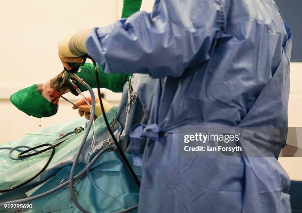 Equine Surgeon Phil Cramp performs a key-hole surgery operation called a Naviscular Bursoscopy on a horse at the Hambleton Equine Clinic on February...