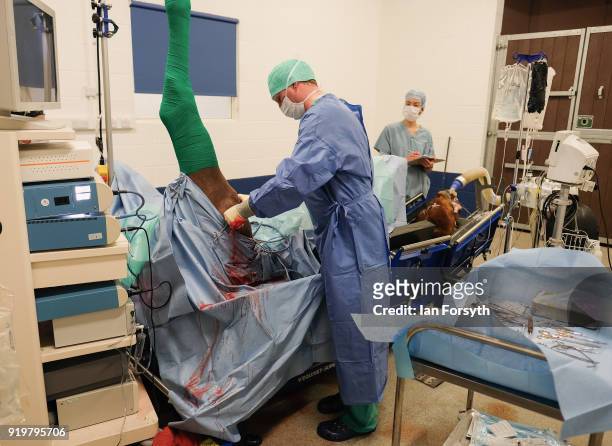 Equine Surgeon Phil Cramp performs key-hole surgery on the leg of a racehorse during an operation at the Hambleton Equine Clinic on February 8, 2018...