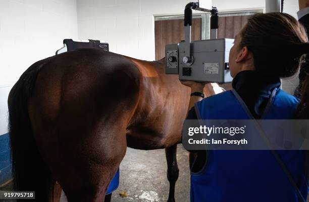 Equine Intern Evie Mountain carries out an X-ray on a horse suffering from what is known as Kissing Spines, where sections of bone attached to the...