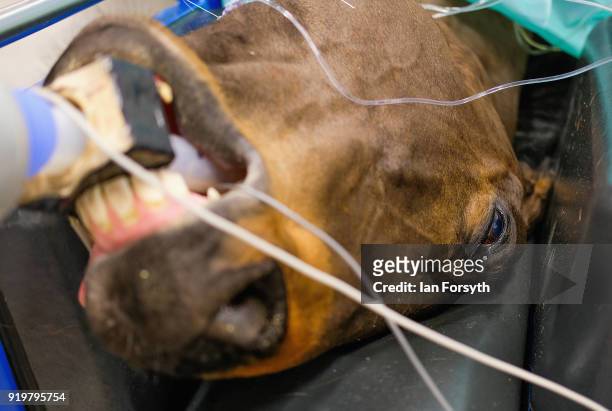 Horse lies under general anesthetic on a surgical table with a plastic endotracheal tube in its throat delivering gas during Navicular Bursoscopy...