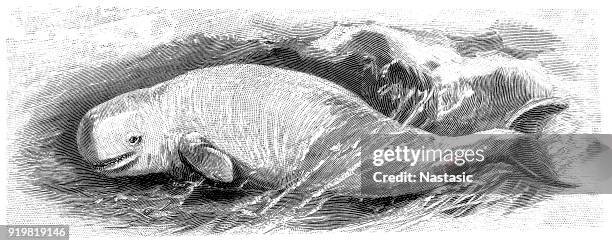 the beluga whale or white whale (delphinapterus leucas) - white whale stock illustrations