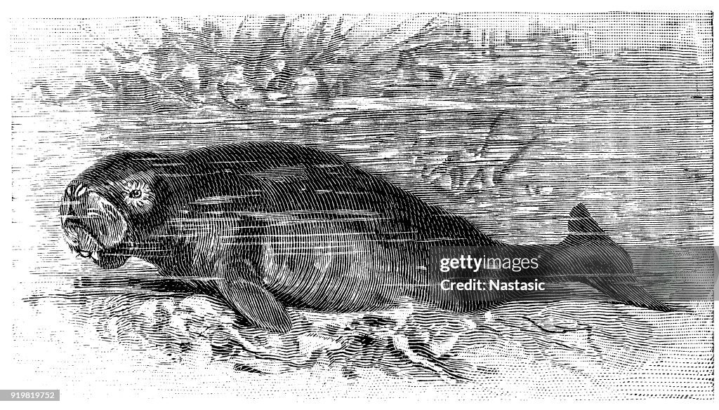 Dugong
