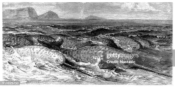 the narwhal (monodon monoceros), or narwhale - artic whale tusks stock illustrations