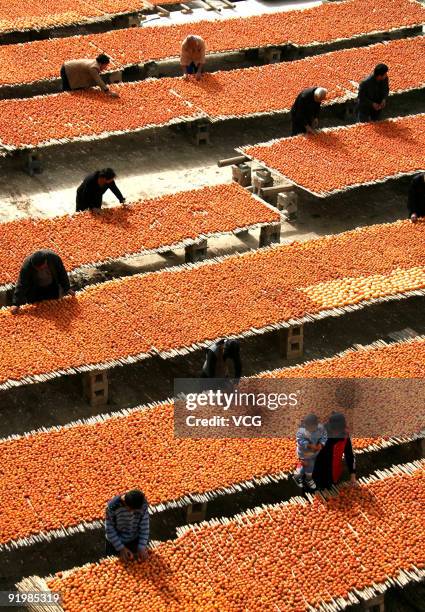People air-cure the persimmons on October 18, 2009 in Wanrong county of Shanxi Provience, China. The oriental persimmon is native to China, where it...