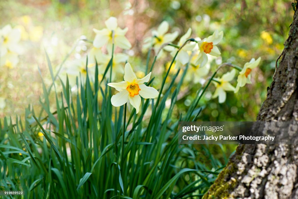 Orange centred Yellow, spring flowering Daffodils or Narcissus in the spring sunshine