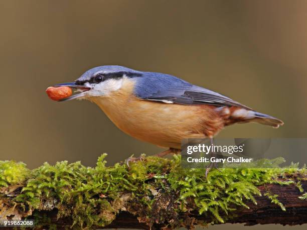 nuthatch [sitta europaea] - sitta stock-fotos und bilder