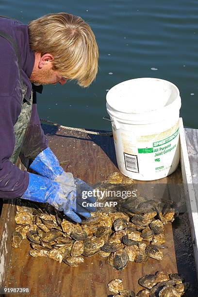 Oyster worker Paul Rohme checks a batch of oysters at Blue Island Shellfish Farms Blue Point, New York October 14, 2009. Separated from the ocean by...