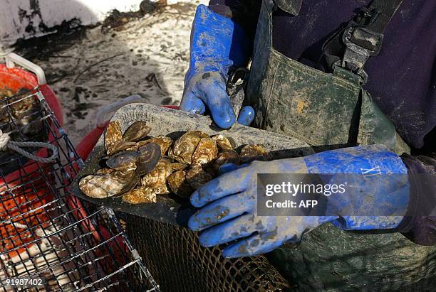 Oyster worker Paul Rohme checks a batch of Blue Point oysters at Blue Island Shellfish Farms Blue Point, New York October 14, 2009. Separated from...
