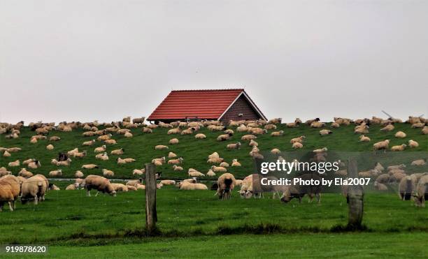 sheep in northern germany - deich stock-fotos und bilder