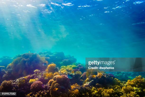 coral in sea - sea life stock pictures, royalty-free photos & images