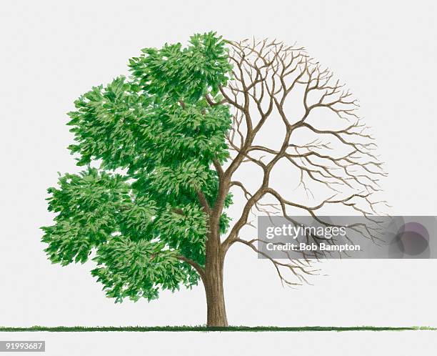 illustration of koelreuteria paniculata (golden rain tree), a deciduous tree showing summer leaves a - bampton stock illustrations