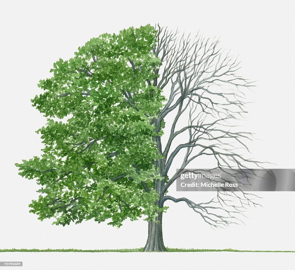Illustration of Fagus grandifolia (American beech), a deciduous tree showing summer leaves and bare