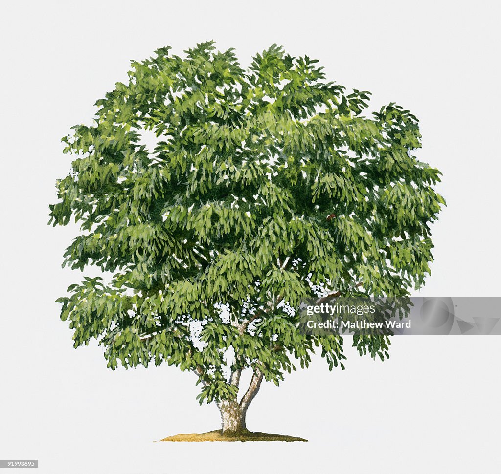 Illustration of small Croton tree with abundance of green leaves