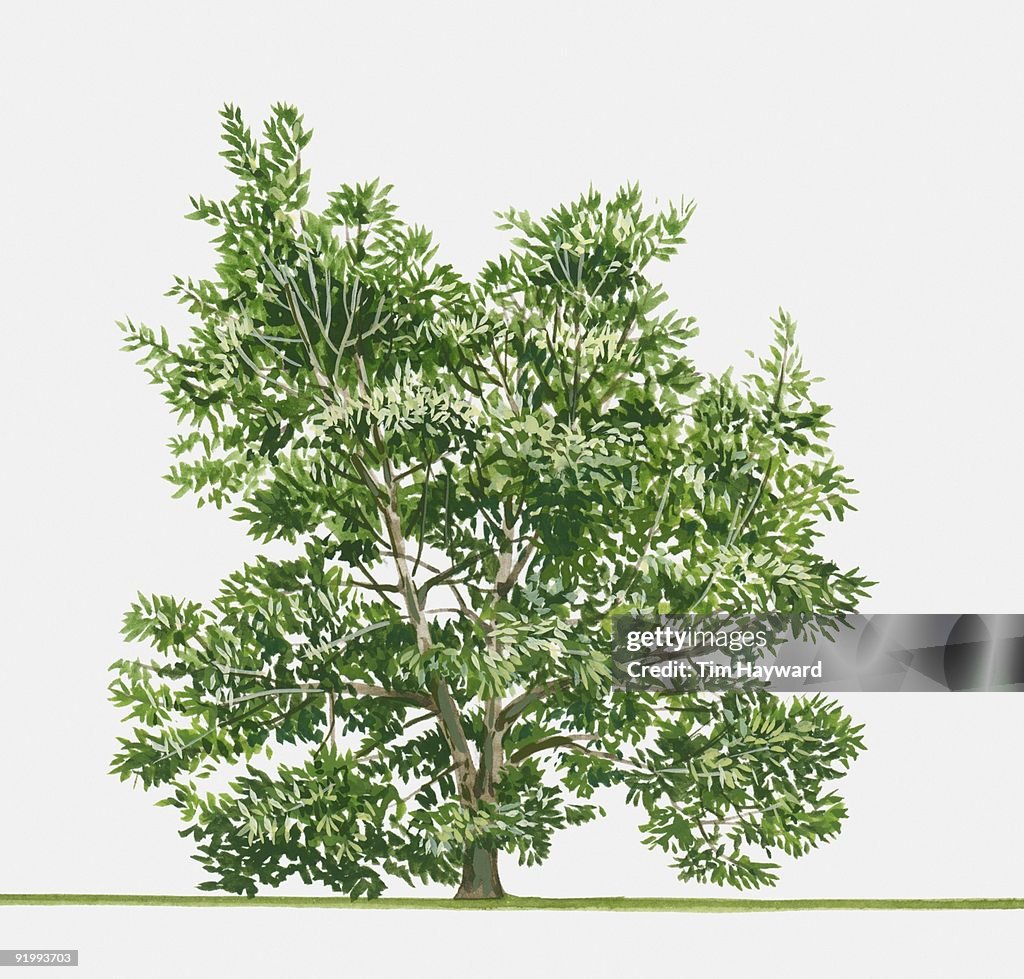 Illustration of Lithocarpus edulis (Japanese Stone Oak), an evergreen tree native to Japan