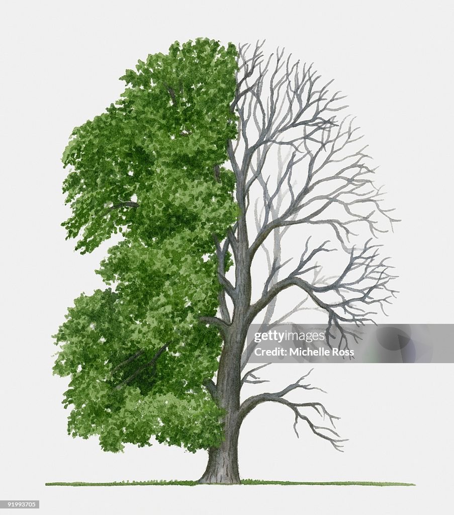 Illustration of Acer macrophyllum (Oregon maple), a deciduous tree showing summer leaves and bare wi