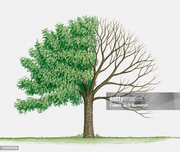 illustration of prunus verecunda (korean hill cherry), a deciduous tree showing summer leaves and ba - bampton stock illustrations