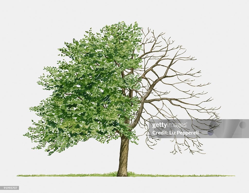 Illustration of Crataegus monogynaa (Common Hawthorn), a small spreading tree showing summer leaves