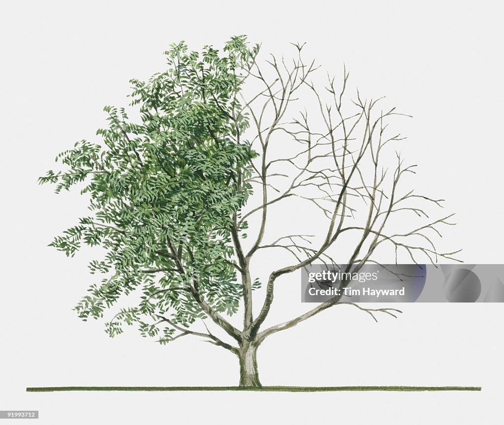 Illustration of Sorbus americana (American Mountain Ash) a deciduous perennial tree showing summer l