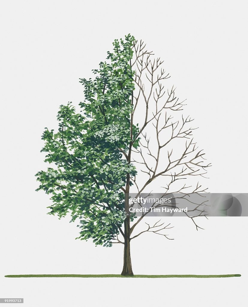 Illustration of Alnus rubra (Red alder), a deciduous tree showing summer leaves and bare winter bran