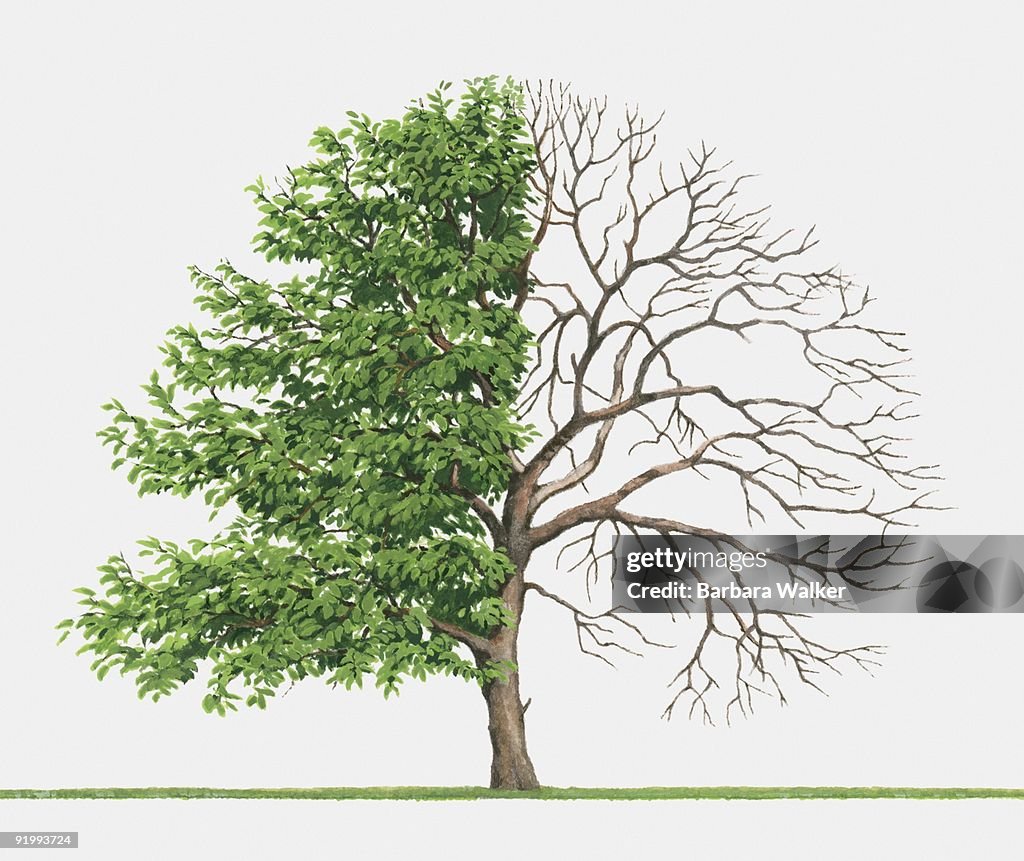 Illustration of Broussonetia papyrifera (Paper mulberry), a deciduous tree showing summer leaves and