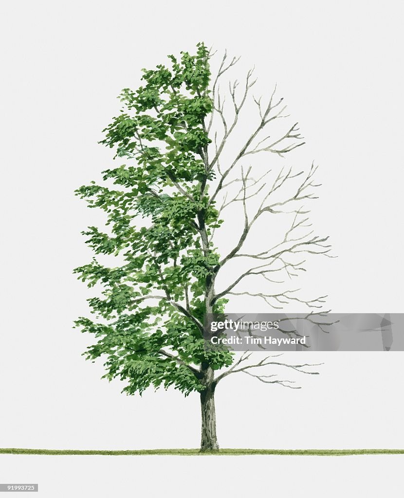 Illustration of Nothofagus nervosa (Rauli), a deciduous tree showing summer leaves and bare winter b