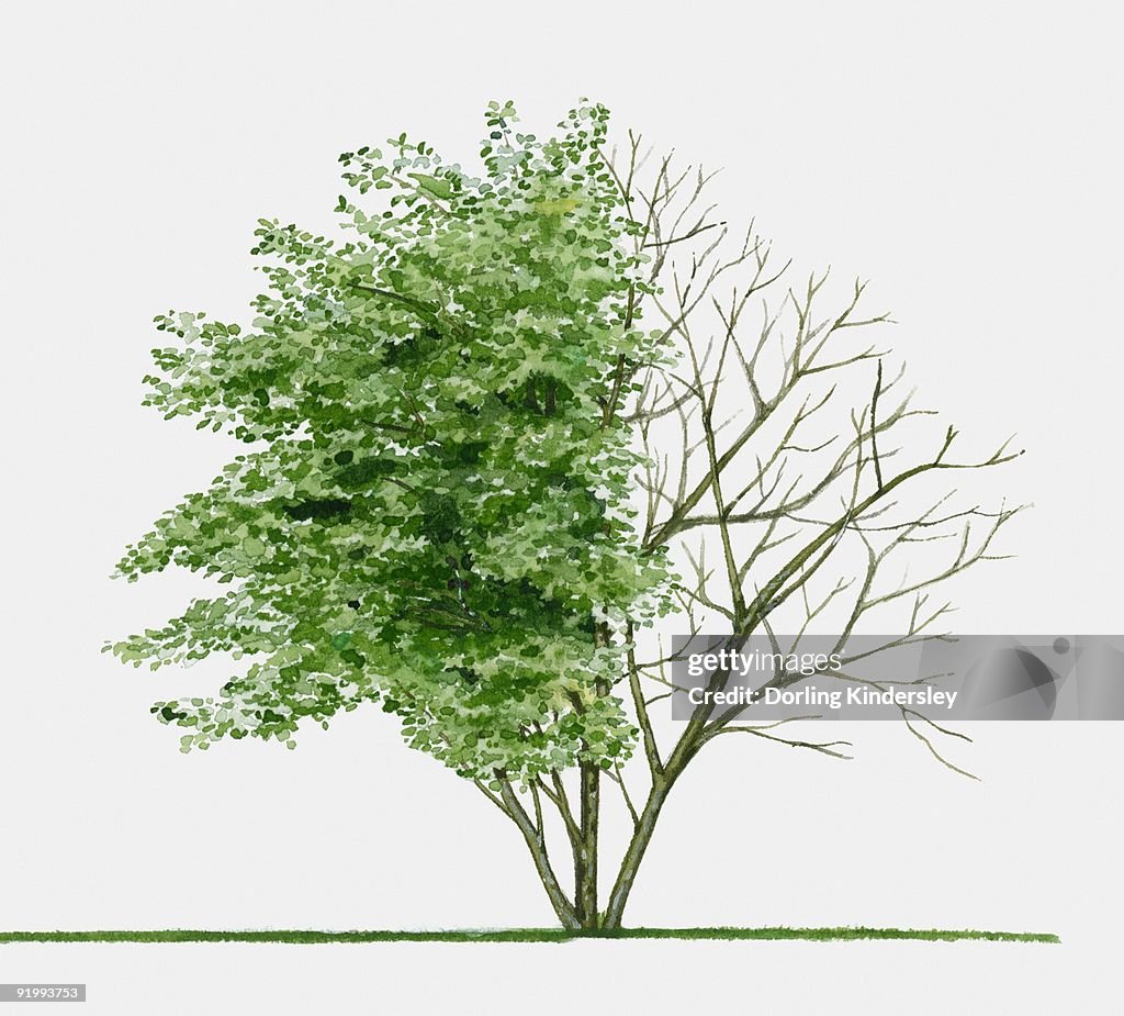 Illustration of Amelanchier lamarckii (Juneberry), a small deciduous tree showing summer leaves and